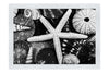 Asteroidea Beaded Starfish III - Monochrome Fine Art Print - Aquatic Art Category
