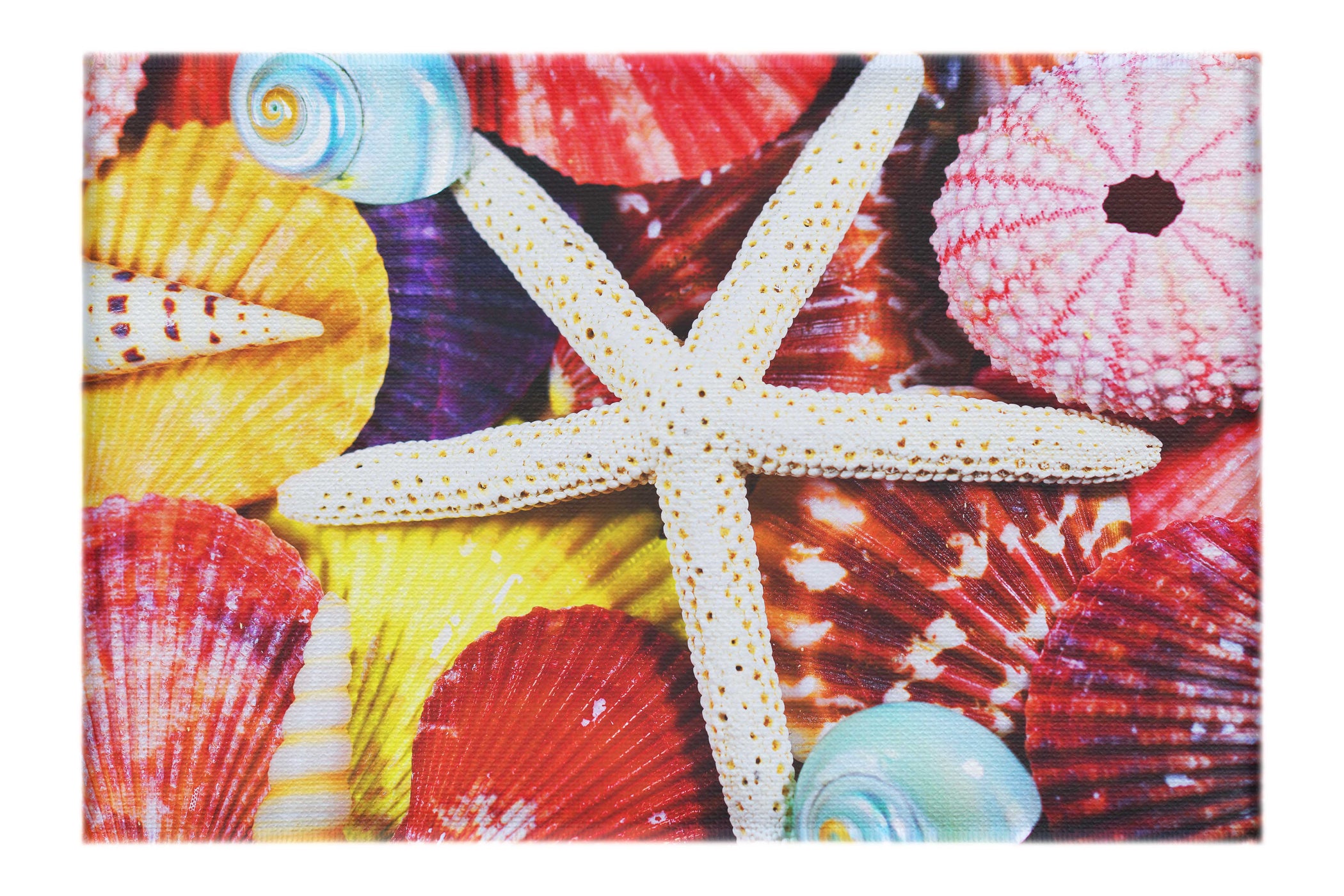 Asteroidea Beaded Starfish III - Canvas Print - Aquatic Art Category