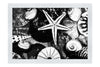 Asteroidea Blue Finger Starfish - Monochrome Fine Art Print - Aquatic Art Category