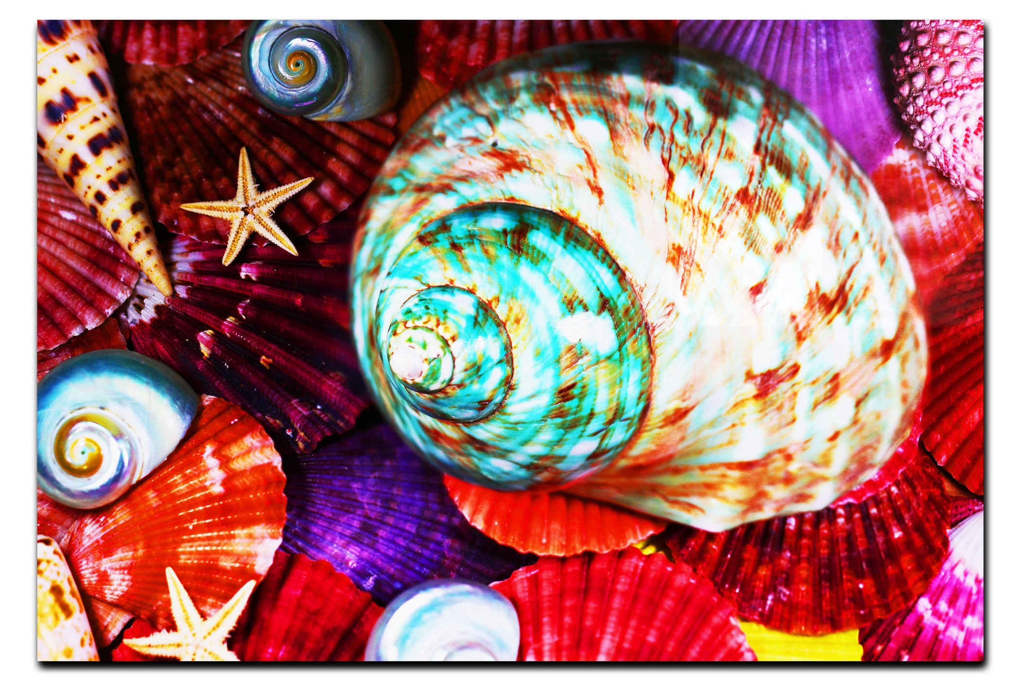 Turbindae Shell and Beaded Astroidea - Acrylic Print - Aquatic Art Category