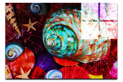 Turbindae Shell and Beaded Astroidea - Acrylic Print - Aquatic Art Category
