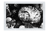 Turbinidae Shell & Beaded Asteroidea - Monochrome Fine Art Print - Aquatic Art Category