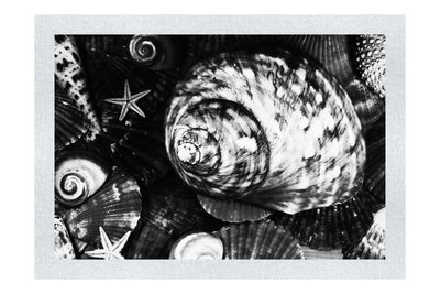 Turbinidae Shell & Beaded Asteroidea - Monochrome Fine Art Print - Aquatic Art Category