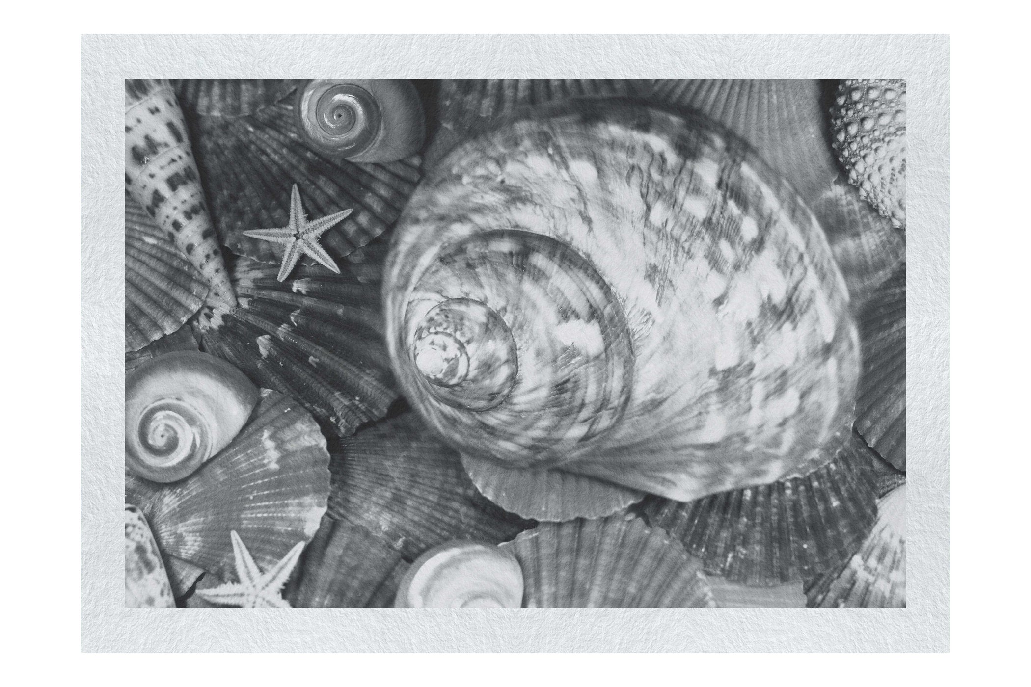 Turbinidae Shell & Beaded Asteroidea - Monochrome Fine Art Print - Aquatic Art Category