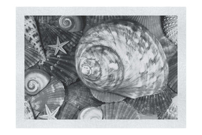Turbinidae Shell & Beaded Asteroidea - Monochrome Fine Art Print - Aquatic Art Category