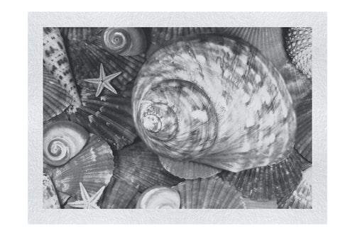 Turbinidae Shell & Beaded Asteroidea - Monochrome Fine Art Print - Aquatic Art Category