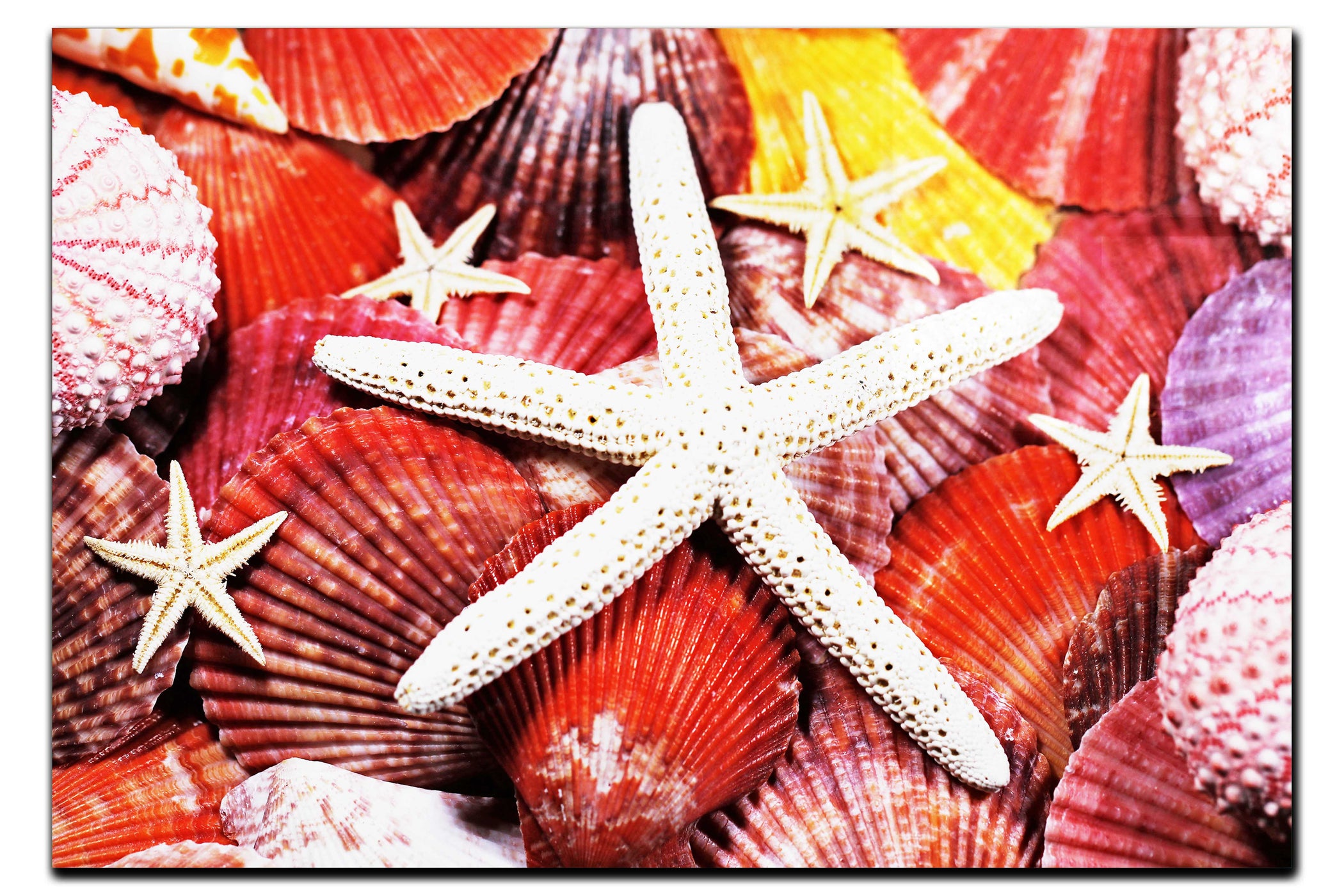 Asteroidea Finger & Beaded Starfish - Acrylic Print - Aquatic Art Category