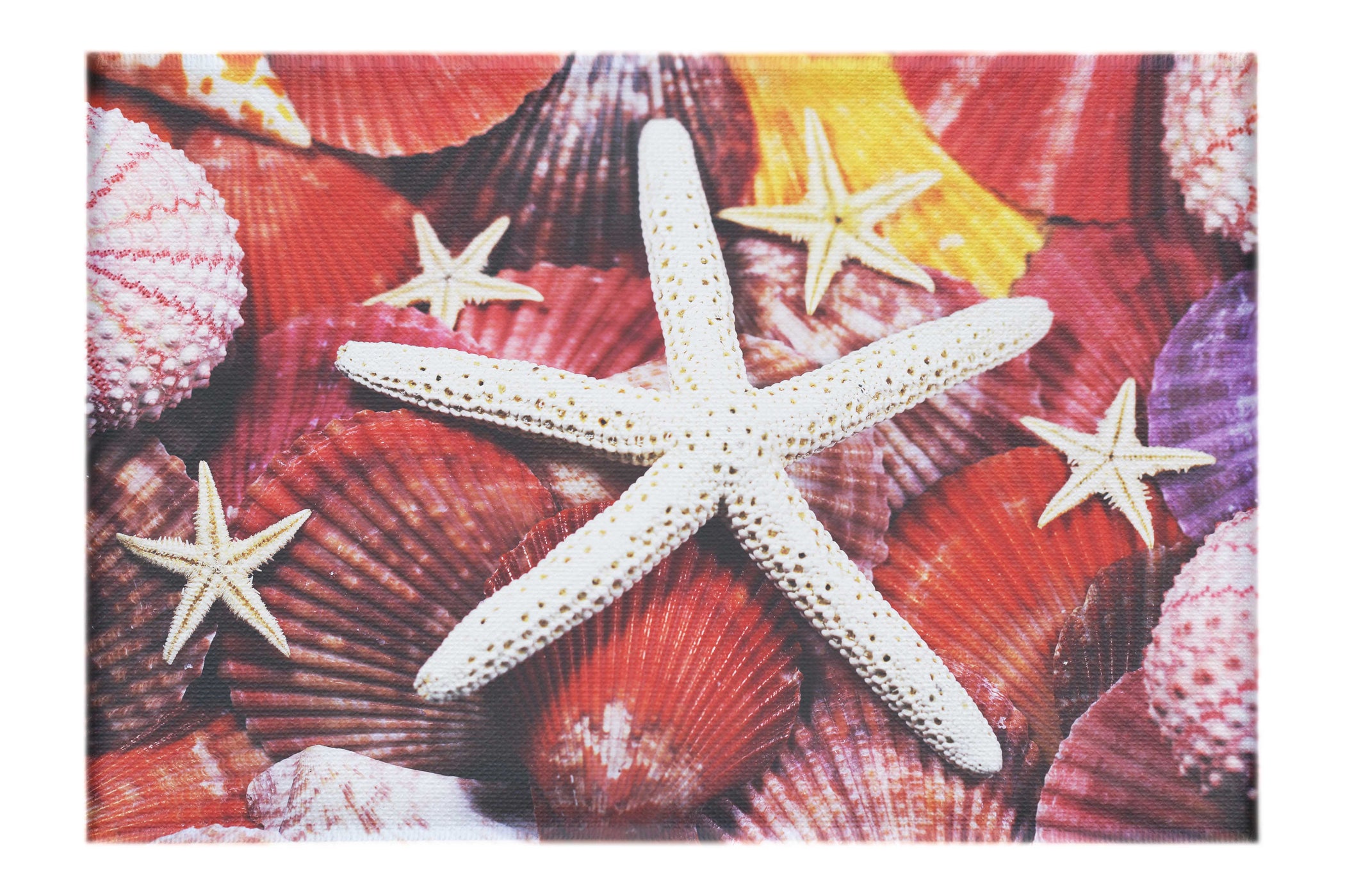 Asteroidea Finger & Beaded Starfish - Canvas Print - Aquatic Art Category