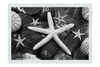 Asteroidea Finger & Beaded Starfish - Monochrome Fine Art Print - Aquatic Art Category