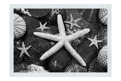 Asteroidea Finger & Beaded Starfish - Monochrome Fine Art Print - Aquatic Art Category