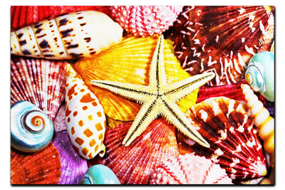 Star In The Shells - Acrylic Print - Aquatic Art Category