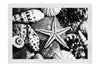 Star In The Shells - Monochrome Fine Art Print - Aquatic Art Category