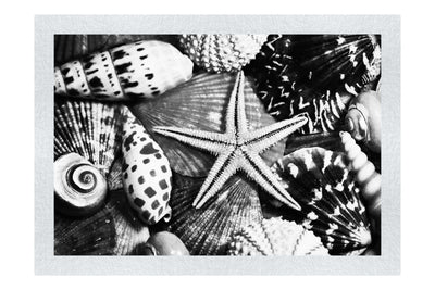 Star In The Shells - Monochrome Fine Art Print - Aquatic Art Category