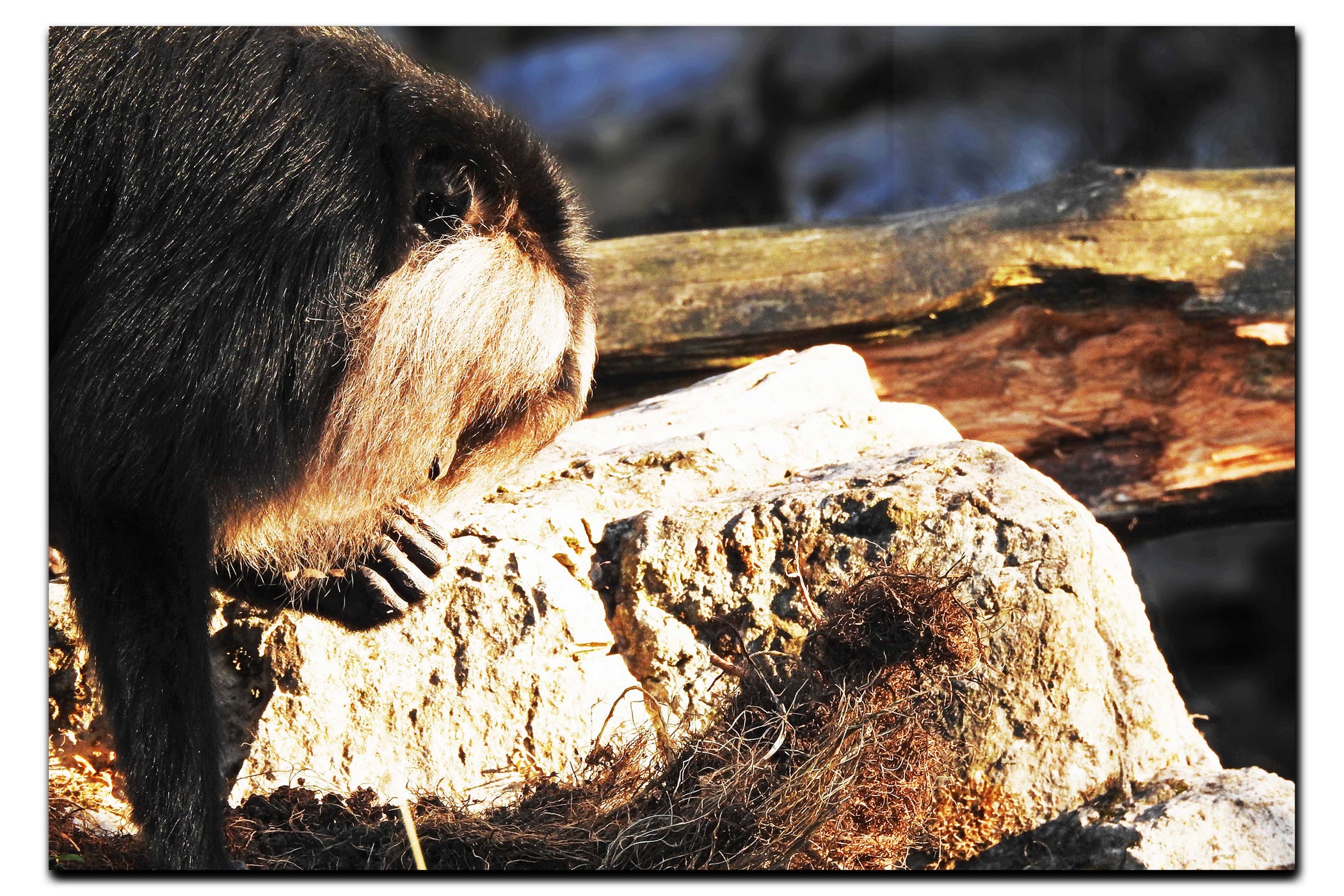 Lion-Tailed Macaque - Acrylic Print - Wildlife Category