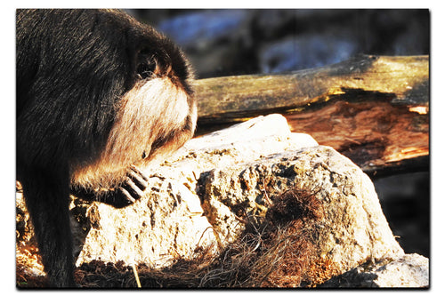 Lion-Tailed Macaque - Acrylic Print - Wildlife Category