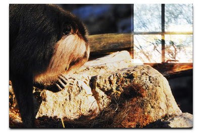 Lion-Tailed Macaque - Acrylic Print - Wildlife Category