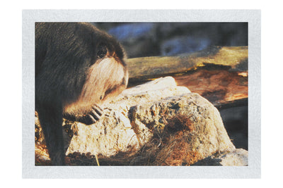 Lion-Tailed Macaque - Fine Art Print - Wildlife Category