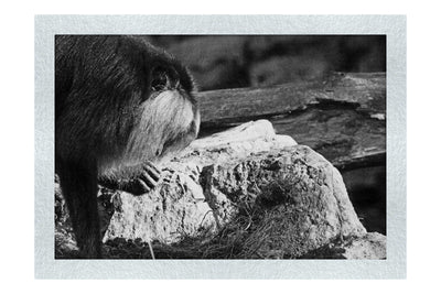 Lion-Tailed Macaque - Monochrome Fine Art Print - Wildlife Category
