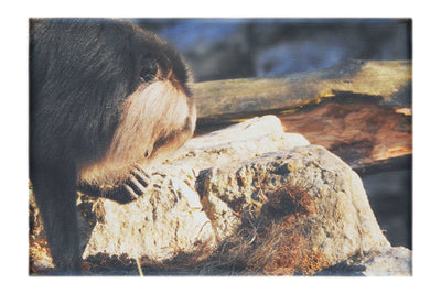 Lion-Tailed Macaque - Canvas Print - Wildlife Category