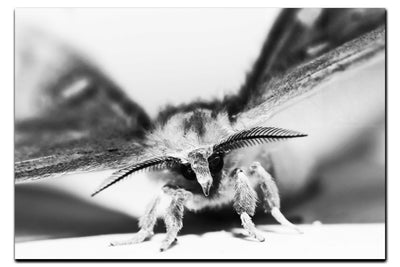 Monochrome Moth - Acrylic Print - Wildlife Category
