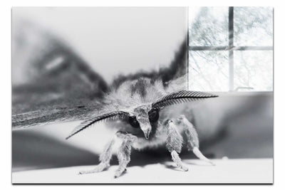 Monochrome Moth - Acrylic Print - Wildlife Category