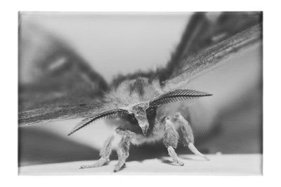 Monochrome Moth - Canvas Print - Wildlife Category