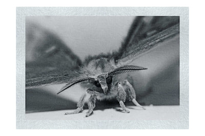Monochrome Moth - Monochrome Fine Art Print - Wildlife Category