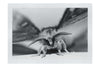 Monochrome Moth - Fine Art Print - Wildlife Category