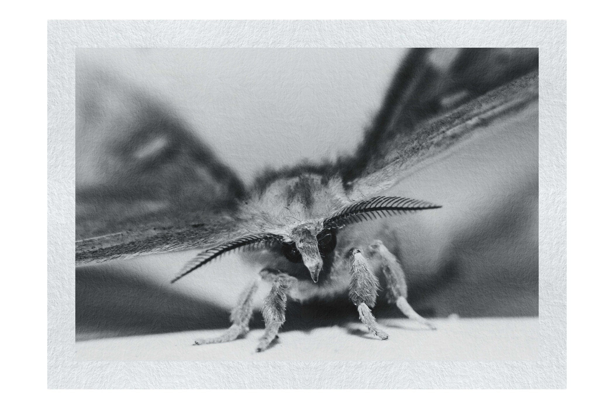 Monochrome Moth - Fine Art Print - Wildlife Category
