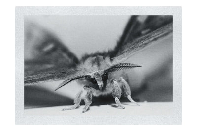 Monochrome Moth - Fine Art Print - Wildlife Category