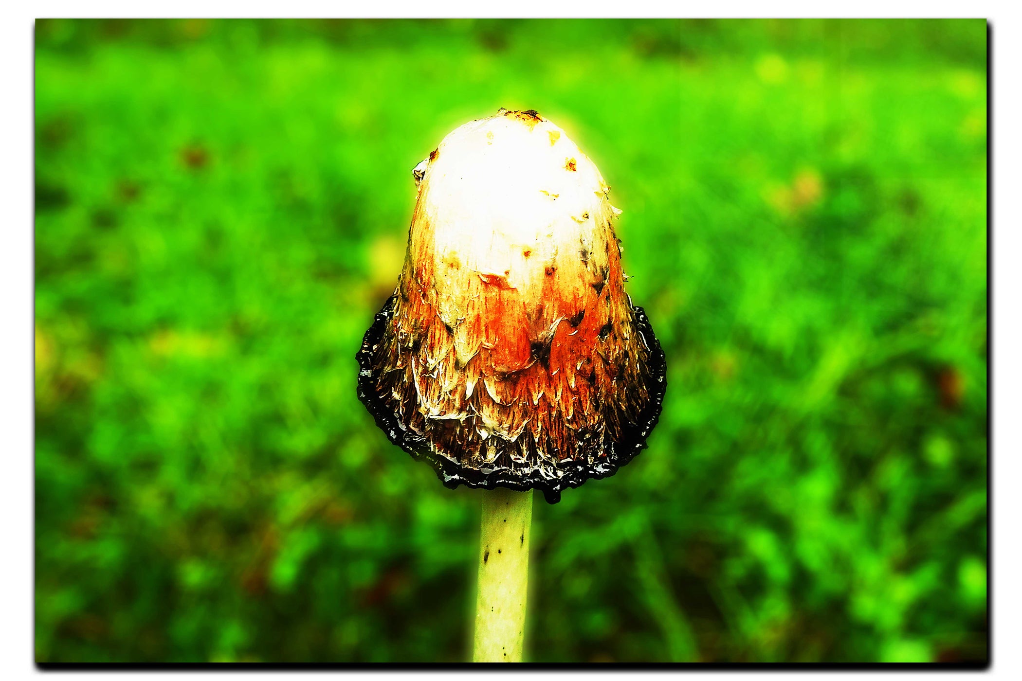 Forest Sentinel - Acrylic Print - Flowers & Plants Category