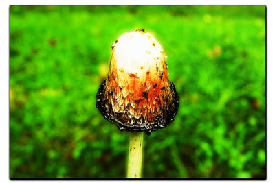 Forest Sentinel - Acrylic Print - Flowers & Plants Category