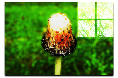 Forest Sentinel - Acrylic Print - Flowers & Plants Category