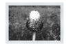 Forest Sentinel - Monochrome Fine Art Print - Flowers & Plants Category