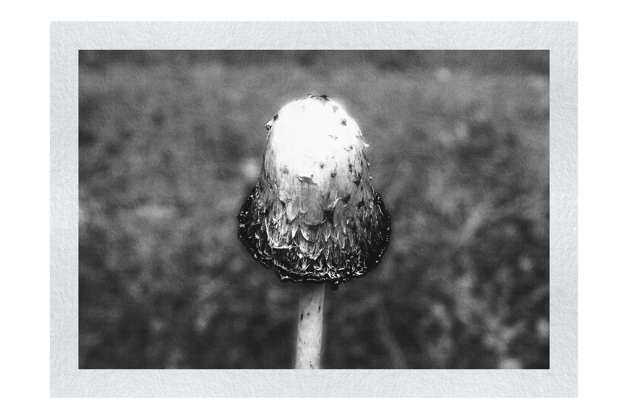 Forest Sentinel - Monochrome Fine Art Print - Flowers & Plants Category