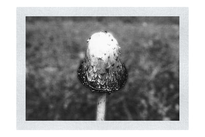 Forest Sentinel - Monochrome Fine Art Print - Flowers & Plants Category