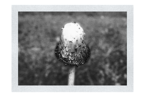 Forest Sentinel - Monochrome Fine Art Print - Flowers & Plants Category