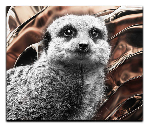 Meerkat Portrait - Acrylic Print - Rare Edition Category