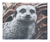 Meerkat Portrait - Canvas Print - Rare Edition Category