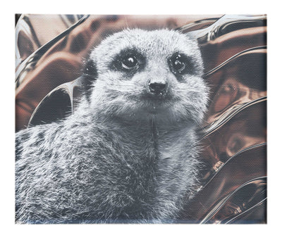 Meerkat Portrait - Canvas Print - Rare Edition Category