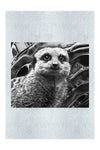Meerkat Portrait - Monochrome Fine Art Print - Rare Edition Category