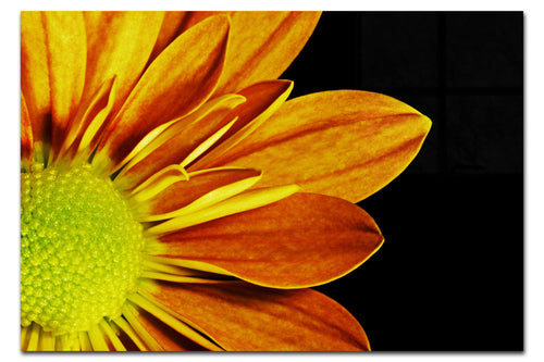 Golden Petals - Acrylic Print - Flowers & Plants Category