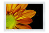 Golden Petals - Fine Art Print - Flowers & Plants Category