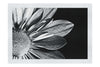 Monochrome Bloom - Monochrome Fine Art Print - Flowers & Plants Category