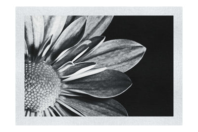 Monochrome Bloom - Monochrome Fine Art Print - Flowers & Plants Category