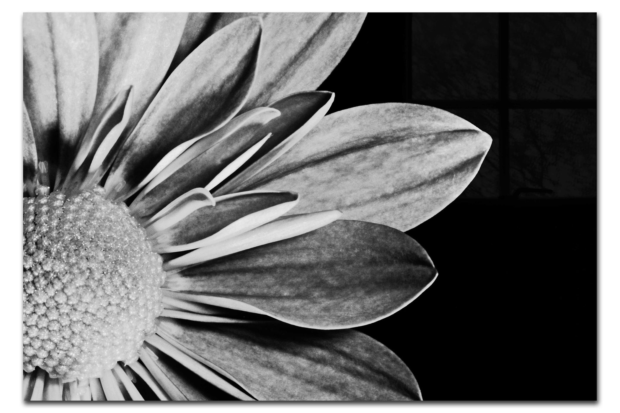 Monochrome Bloom - Acrylic Print - Flowers & Plants Category