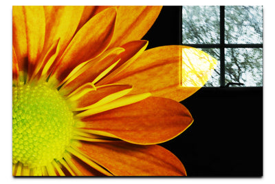 Golden Petals - Acrylic Print - Flowers & Plants Category