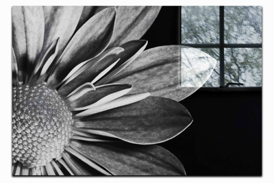 Monochrome Bloom - Acrylic Print - Flowers & Plants Category