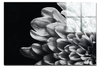 White Petal Plant - Acrylic Print - Flowers & Plants Category