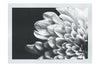 White Petal Plant - Monochrome Fine Art Print - Flowers & Plants Category